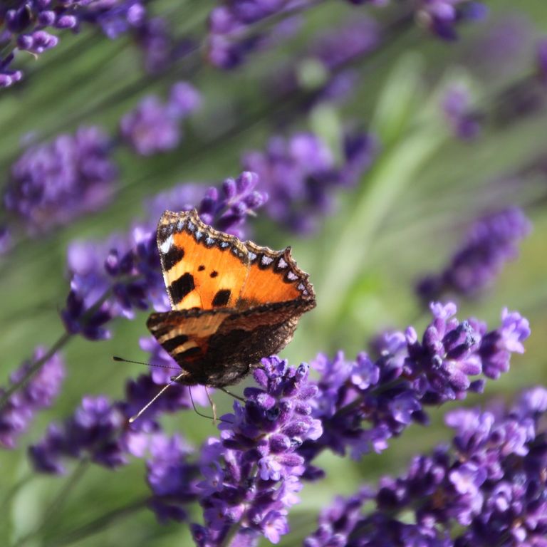 Schmetterling Garten