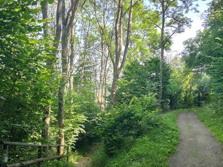 Schalkenmehrener Maar Wanderweg